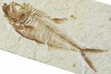 Detailed Fossil Fish (Diplomystus) - Wyoming #244175-1